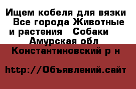 Ищем кобеля для вязки - Все города Животные и растения » Собаки   . Амурская обл.,Константиновский р-н